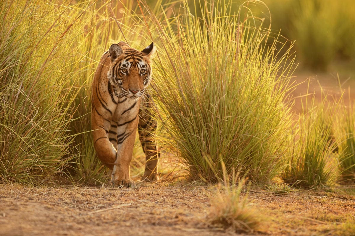 Jim Corbett National Park