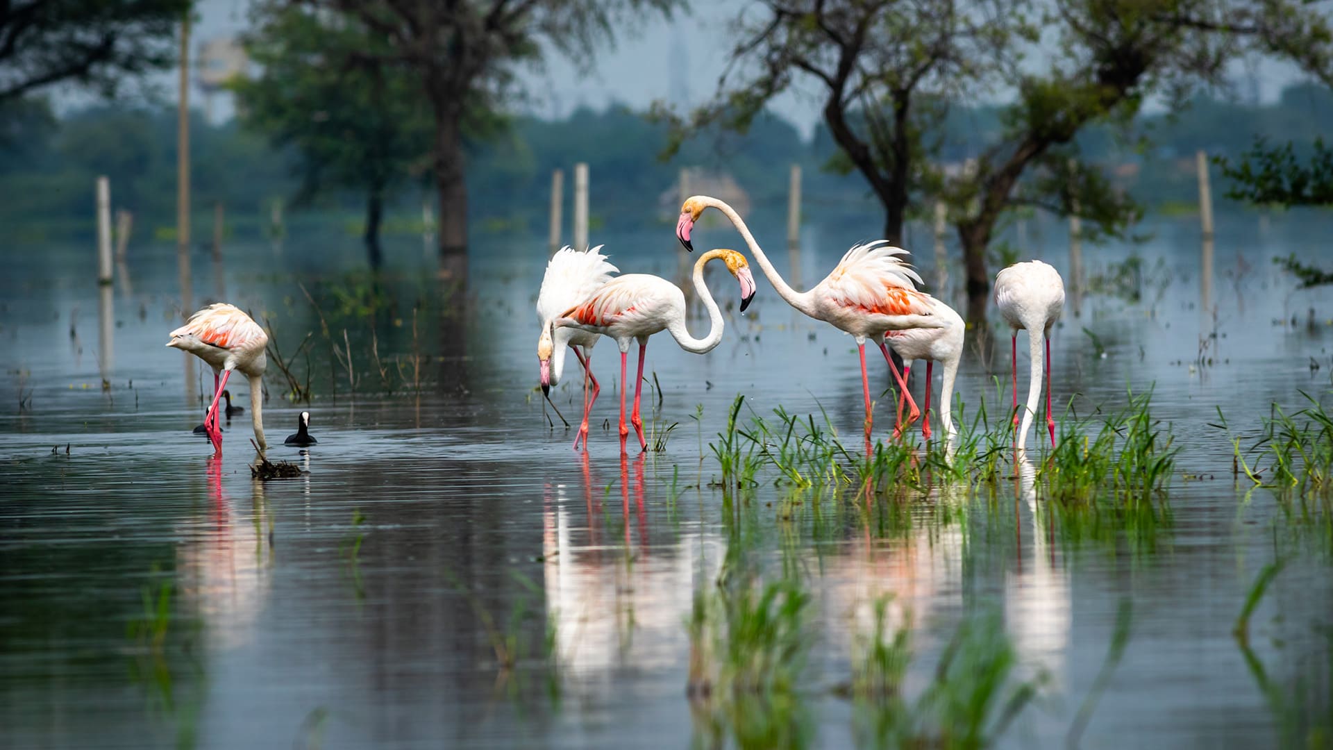 Bharatpur National Park