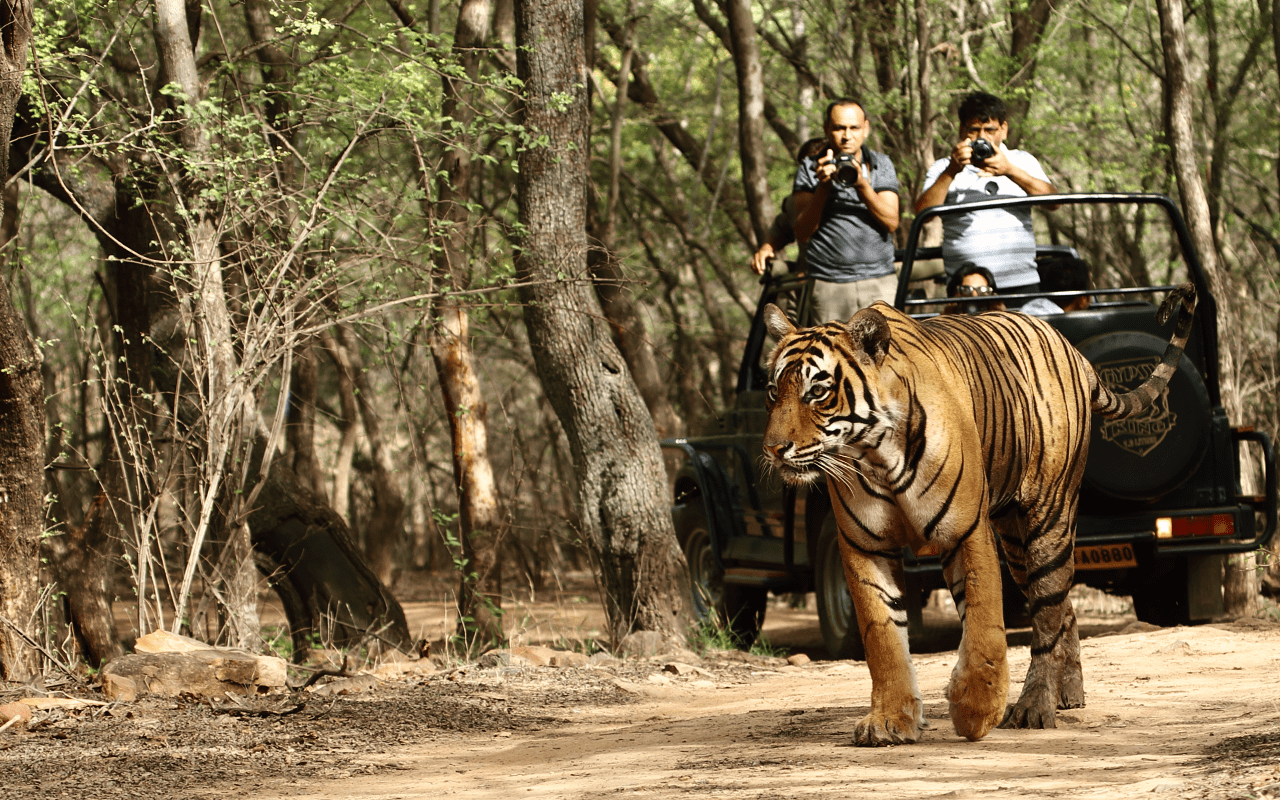 Wildlife Safari Ranthambhore