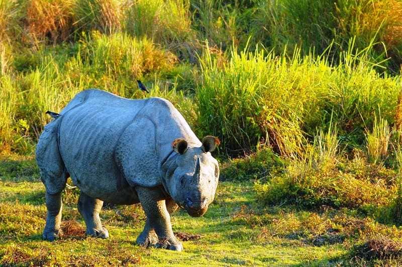 Kaziranga National Park