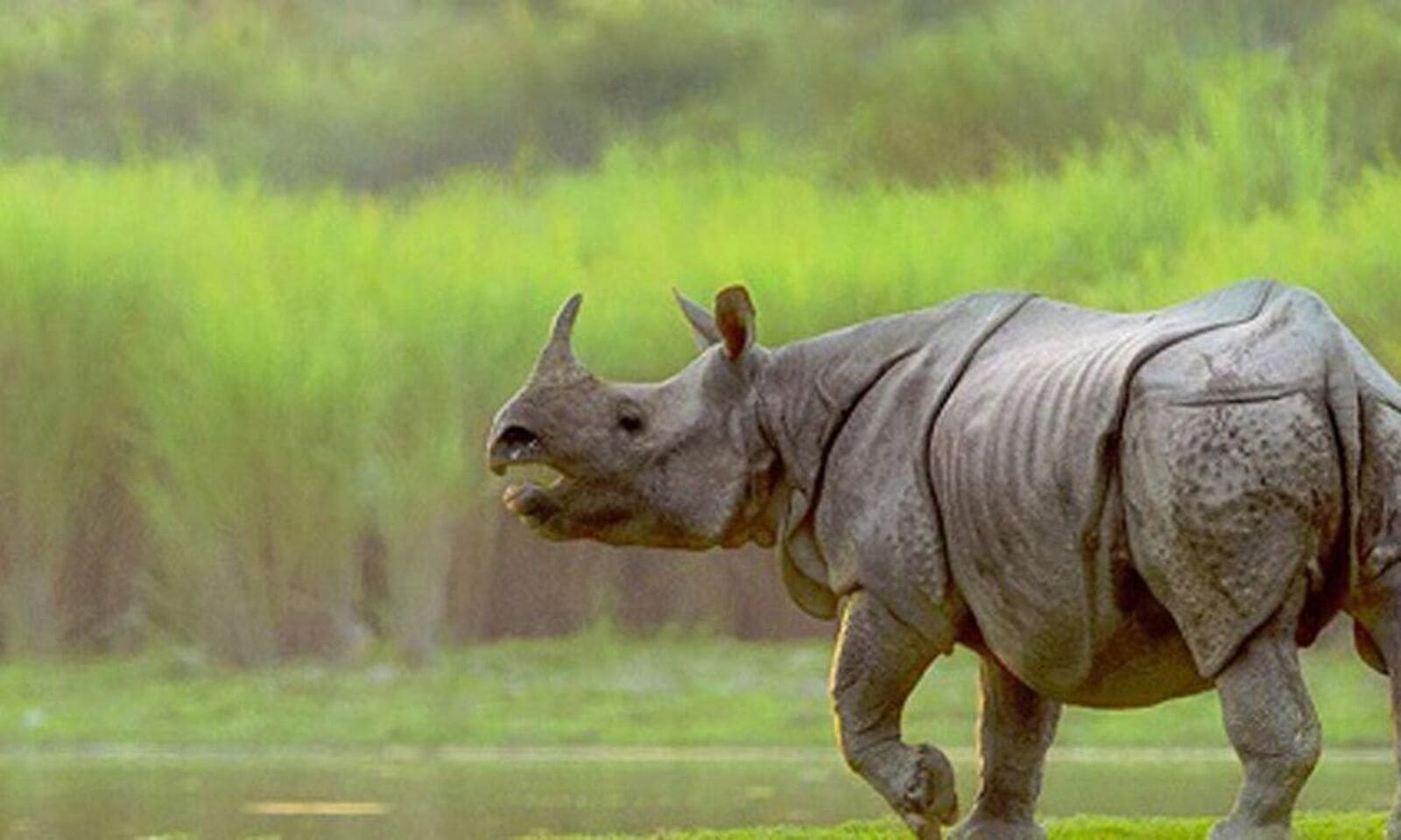 Manas National Park