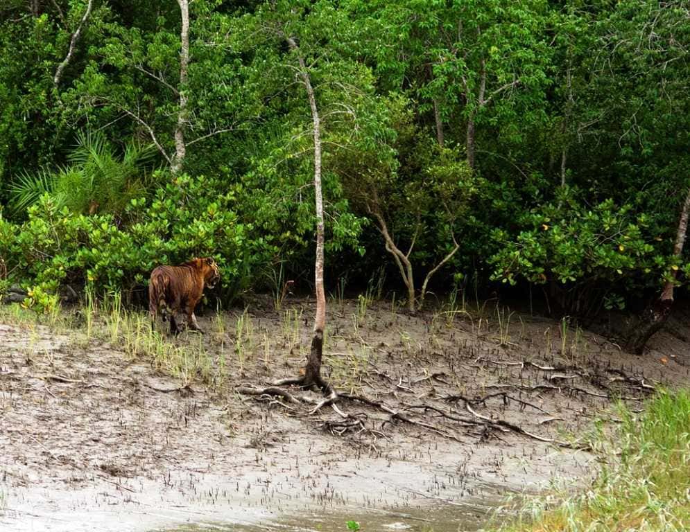 Sundarbans